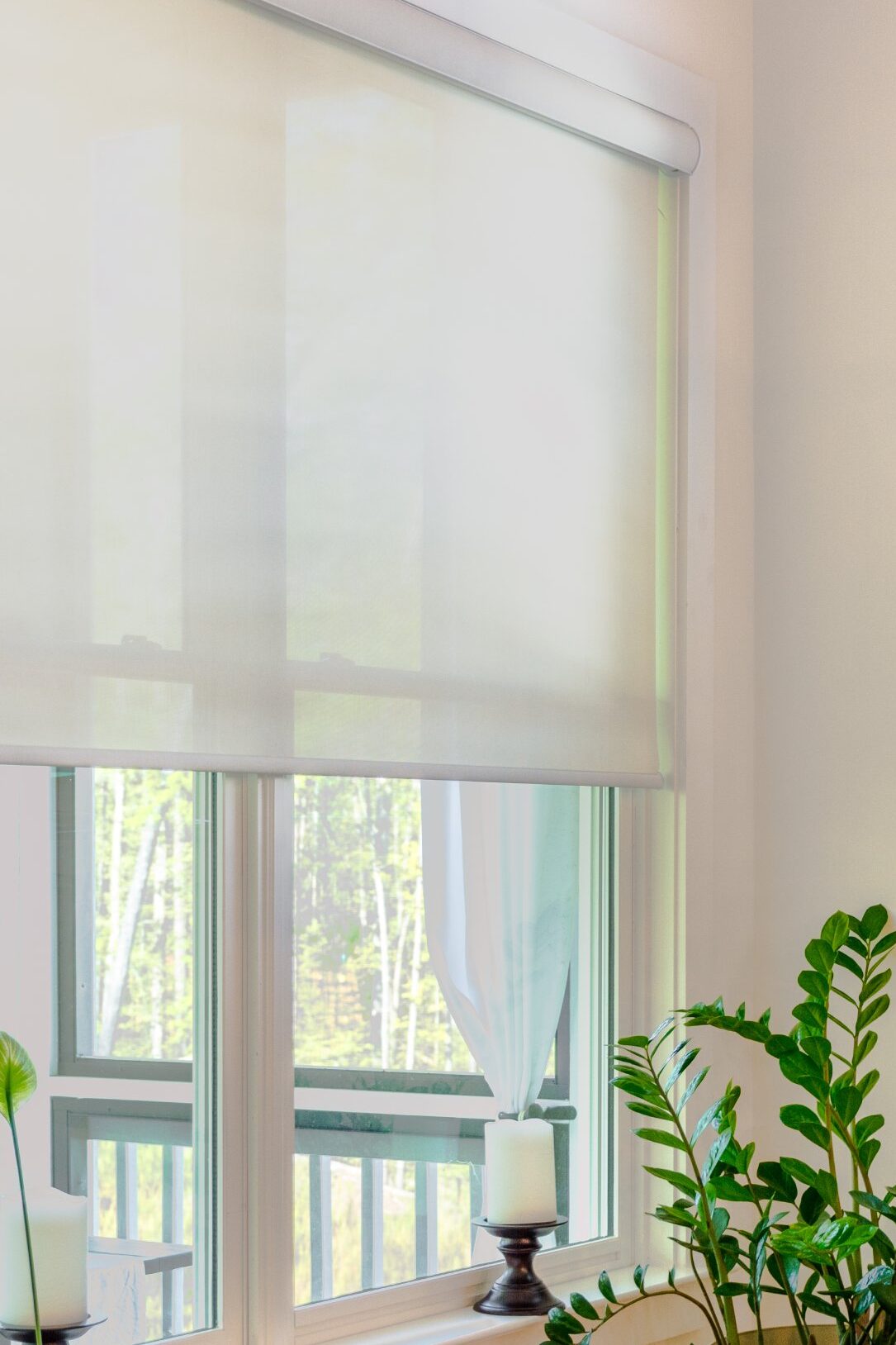 Roller Shades with Plants